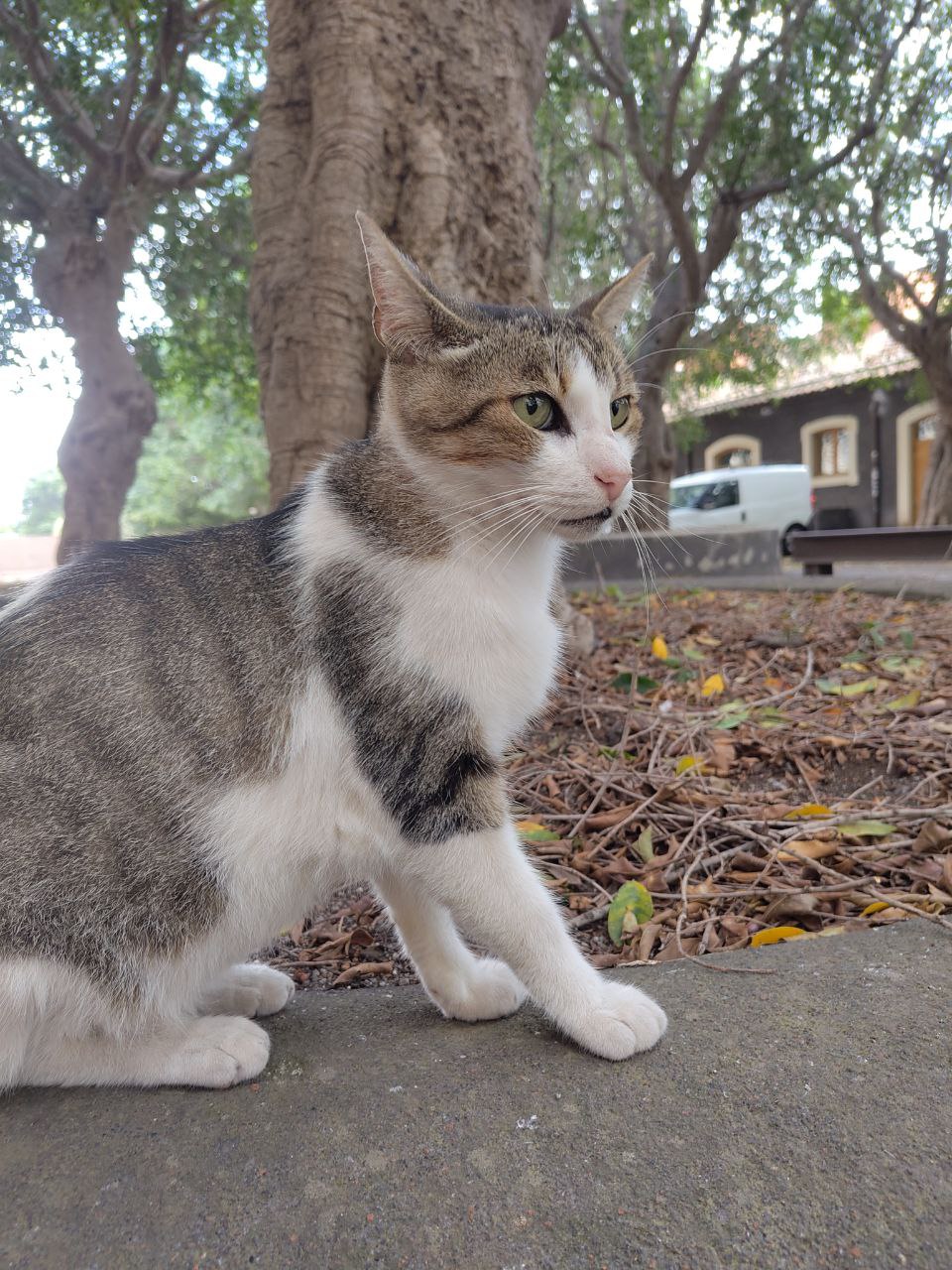 Cat at FOIS 2025